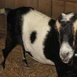 A goat at the old farm at the Nashville Zoo 09032011b