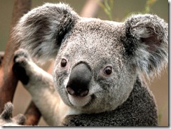 unclickable Koala image