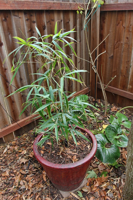 [120218_Pseudosasa_japonica%255B4%255D.jpg]