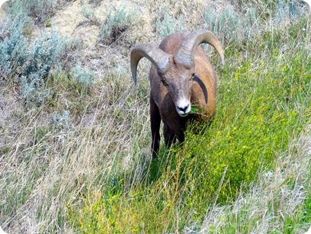 Long Horn Sheep 