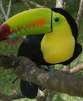 Sprachaufenthalt Monteverde