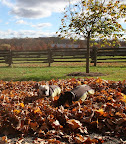 Surprise, Sharkey!  I was hiding in the leaves all along!  This sure is fun!