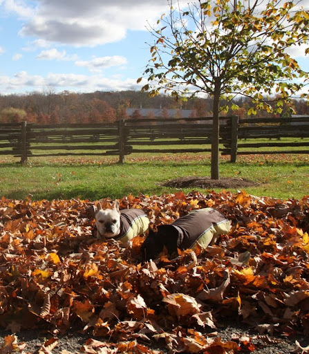 Surprise, Sharkey!  I was hiding in the leaves all along!  This sure is fun!