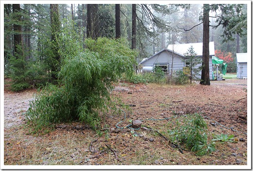 111124_Phyllostachys-angusta_04 111124_Phyllostachys-angusta_04
