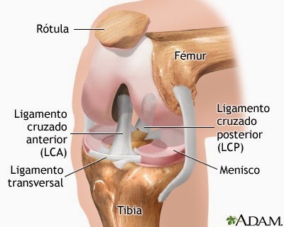 [rodilla%2520-%2520Artes%2520de%2520Caballer%25C3%25ADa%255B3%255D.jpg]