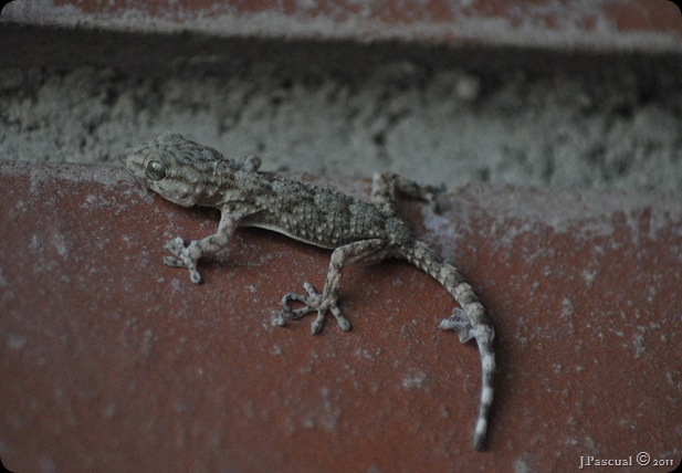 DSC_0465 DSC_0465