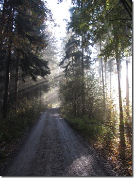 Sonnenstrahlen im Wald Sonnenstrahlen im Wald
