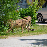 Safaripark_130527-021.JPG