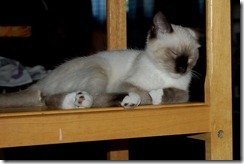 catdogbin6