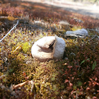 Puffball sp.?