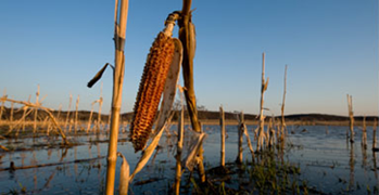 A flooded cornfield in Bonner Springs, Kansas. Joel Sartore / National Geographic / Getty Images