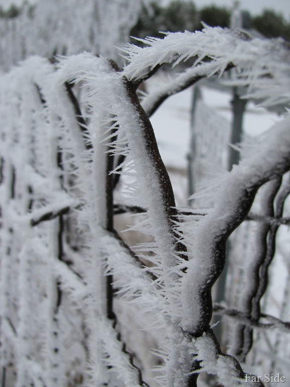 [Frosty%2520fence%2520Feb%25203%25202012%255B10%255D.jpg]