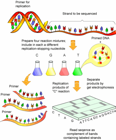 DNA sequencing