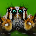Jumping Spider