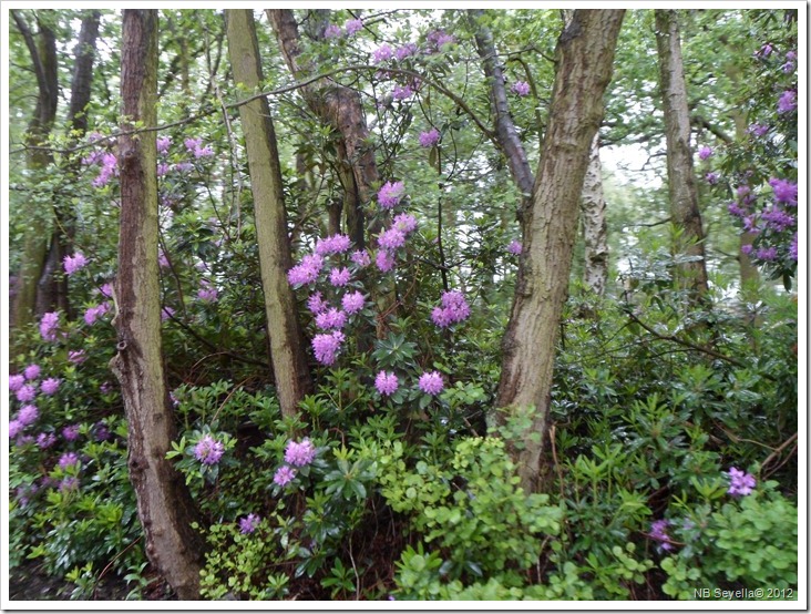 SAM_0640 Ravenshaw Wood SAM_0640 Ravenshaw Wood