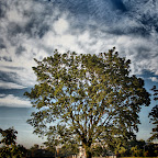 Tree.jpg