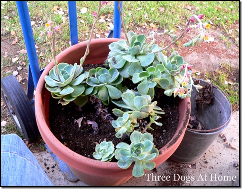 planting 028