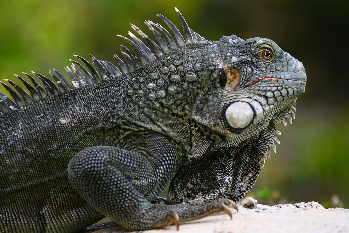 Iguana iguana