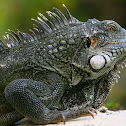 Iguana iguana