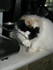 Sharkey, does she really think that she can steam the milk?