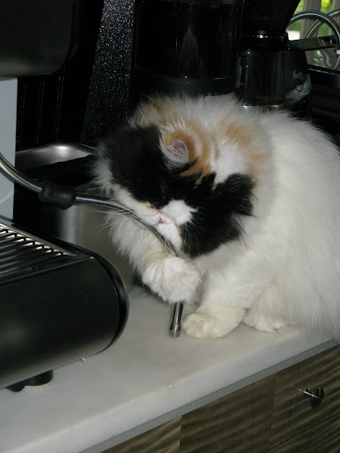 Sharkey, does she really think that she can steam the milk?