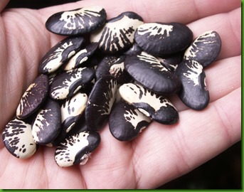 Gramado Beans (2) Gramado Beans (2)