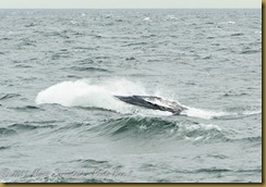 Whale Watch  _ROT3983   NIKON D3S June 02, 2011
