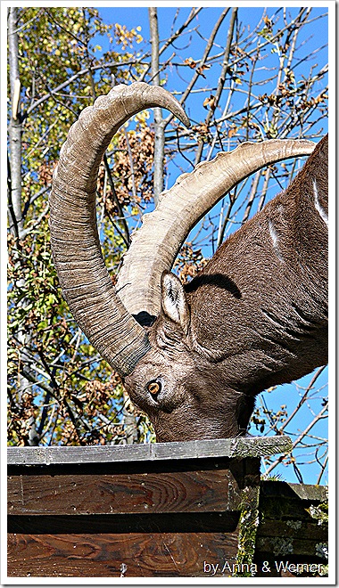 2011_10_30_057_WildparkAurich 2011_10_30_057_WildparkAurich