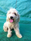 Granpa. Macho 1 año. Cariñoso, juguetón