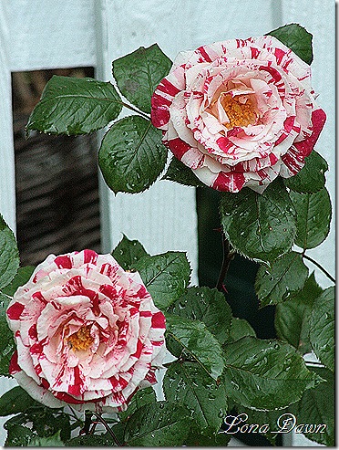 Rose_Scentimental_Blooms