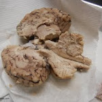 brain_bisected.JPG