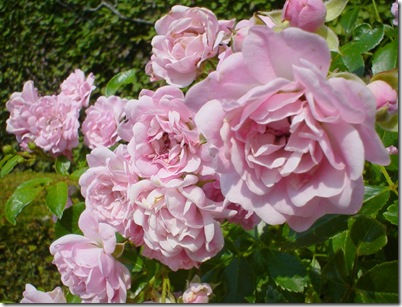 Free Header-Roses