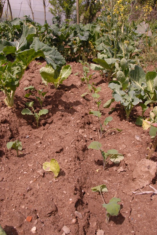 [DSC_0096%255B5%255D.jpg]