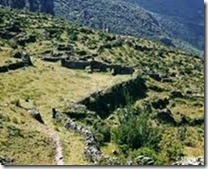 Bosque de Quenuales de Japani en Carampoma