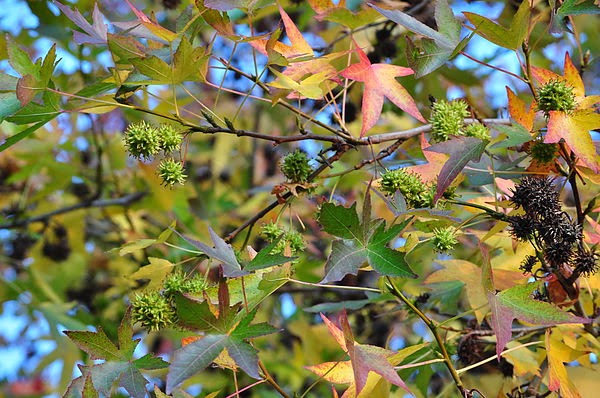 DSC_5002.JPG DSC_5002.JPG