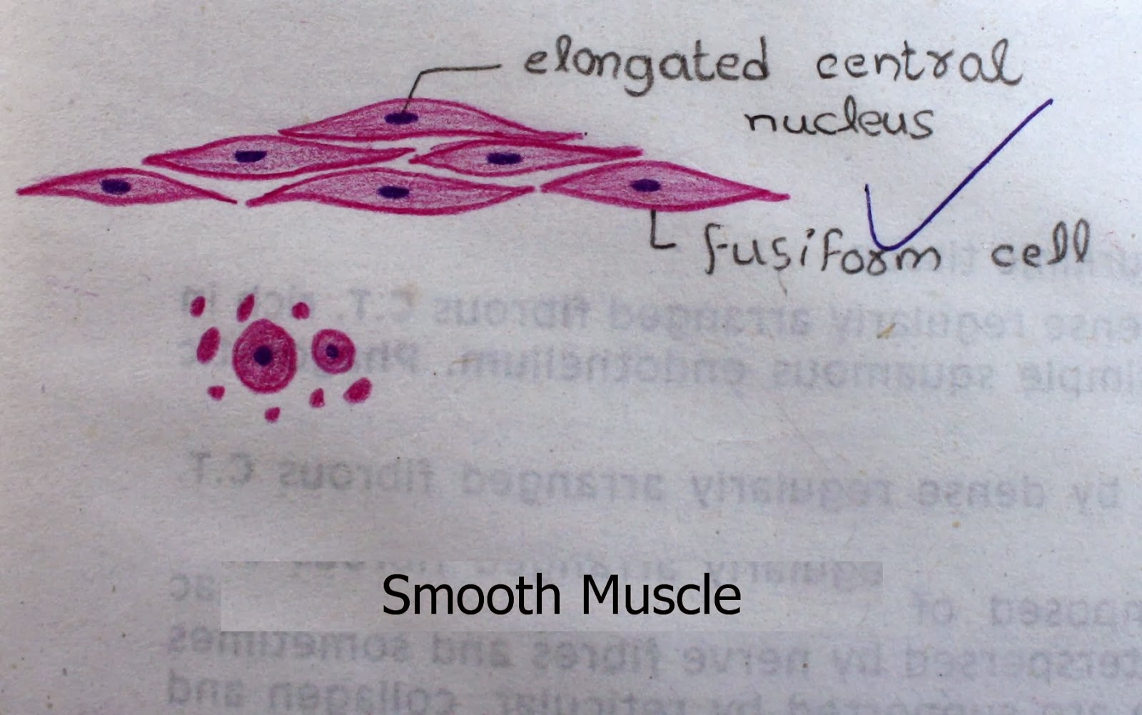 [smooth%2520muscle%2520high%2520resolution%2520histology%2520diagram%255B3%255D.jpg]
