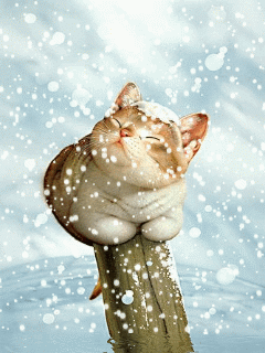 [Animated-snow-cute-cat%255B3%255D.gif]