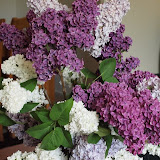 Syringa vulgaris - Lilas commun