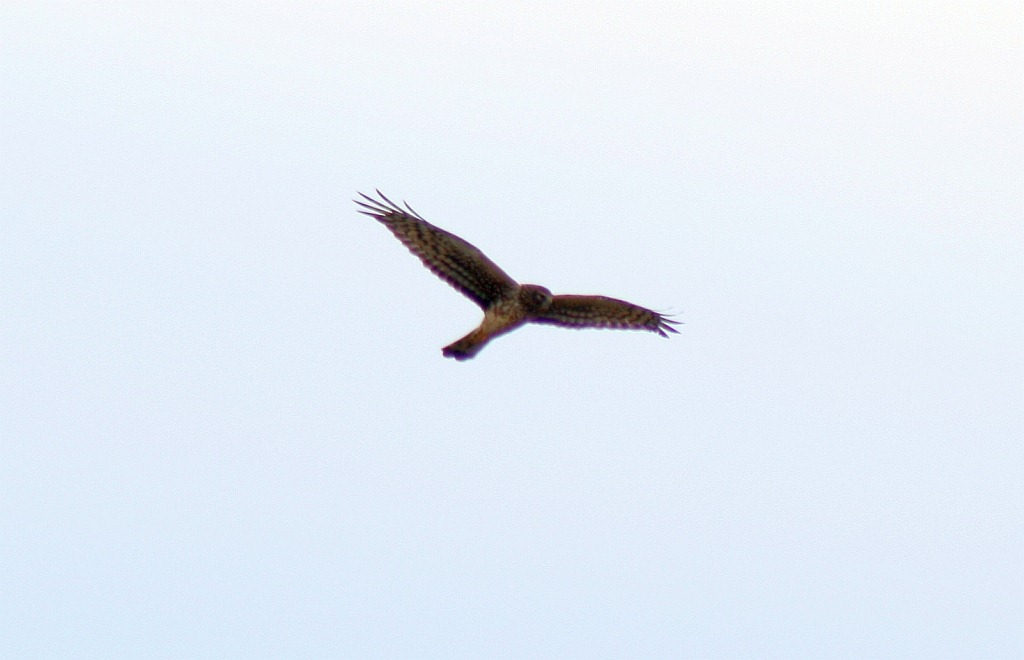 [NHarrier5.jpg]