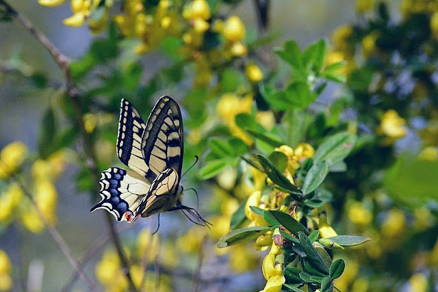 Papilio machaon L., 1758. Parco Naturale Monti Livornesi, 11 avril 2014. Photo : L. Voisin