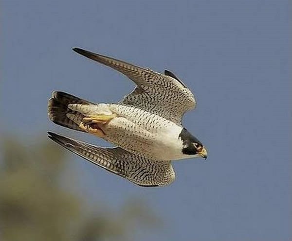 7- O mergulho de um falcão-peregrino 7- O mergulho de um falcão-peregrino