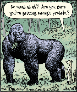 Gorilla protein