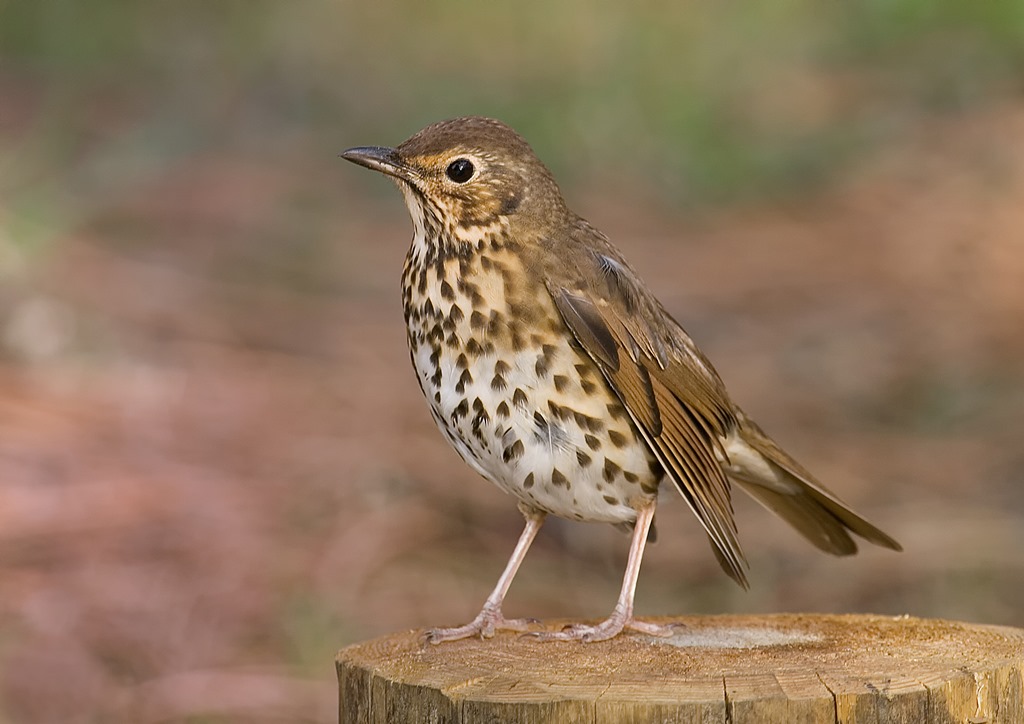 [2938383457_0586da425a_o%255B2%255D.jpg]