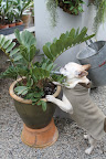 Zamia is a genus of cycad and if it grows anything like a cycad, it should do very well here, especially after all this compost tea.
