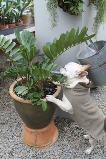 Zamia is a genus of cycad and if it grows anything like a cycad, it should do very well here, especially after all this compost tea.