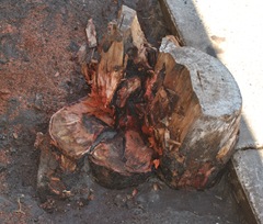 Stump3 Stump3