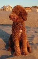 Sire Balu at the beach
