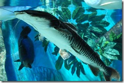 aquarium14