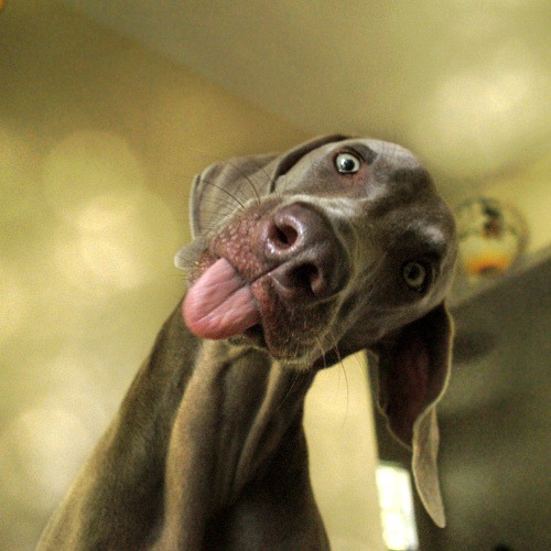 [Cute_Dogs_With_Tongues_Out_09%255B3%255D.jpg]