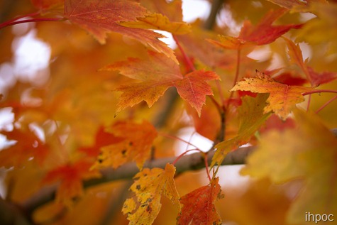 IMG_6015 IMG_6015